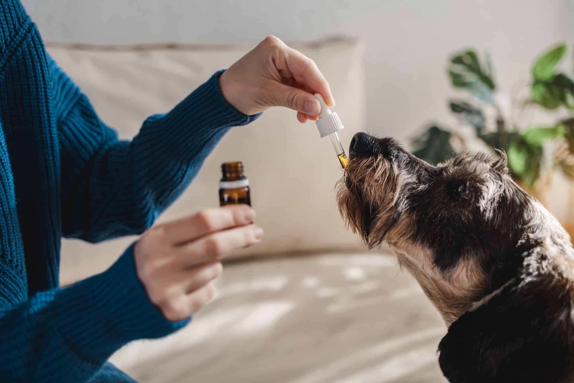 Le CBD peut-il aider les chiens en cas de douleur ?